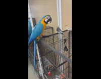 Big parrot scares small birds