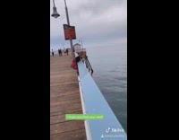 Buddy elf on surfboard pier slingshot present 