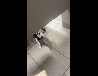 Woman approached by dog inside toilet cubicle