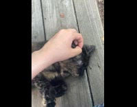 Woman pets stray cat on wood bench
