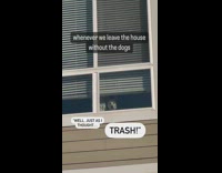 Dog trash talks owners for leaving them at home