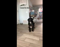 Black dog jumping rolling around 