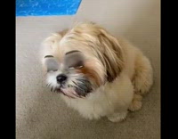 Puppy with disney cartoon filter 