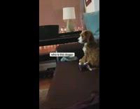 Collab KaleSaladIG - Dog watches 101 Dalmatians on tv