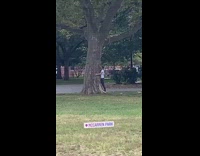 White shirt person hugs kisses tree park 