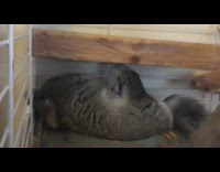 Large grey rabbit lays on back 