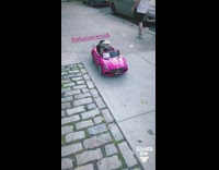 Small dog drives tiny pink car 