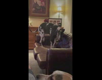 Dog on brown leather couch gets comfortable