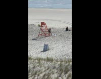 Black shorts guy red lifeguard chair beach 