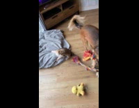 Adult dog and puppy fighting over rope toy 