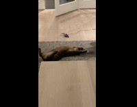 Cat lay on back play with bait