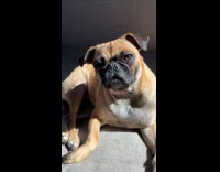 Dog sits on couch under the sunlight