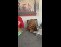 Poodle sniffing takeout box on table slips off table
