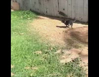 Small black dog pushed back by strong wind backyard