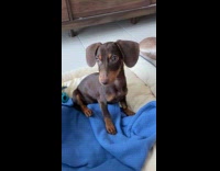 Puppy jumps to owner that mimics cat