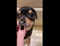 Collab ClipsIG - Woman point then touch lips of chihuahua dog