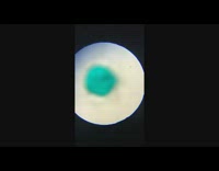 Collab DailyDoseOfInternet - Microscope zoom in of a fish scale