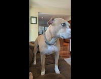 Collab BitchMP - Brown dog on couch lead on excited