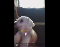 White dog does savage dance