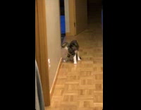 Cat tries to catch fly on wall 