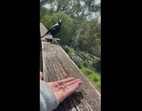 Girl hand feed seeds magpie bird balcony