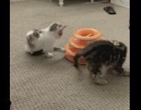 Two kittens play orange spiral ball toy 