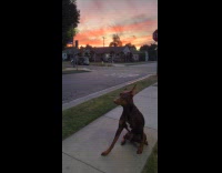 Dog sitting on sidewalk looking around awkwardly
