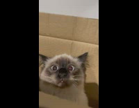 Cat inside black and blue cardboard box 