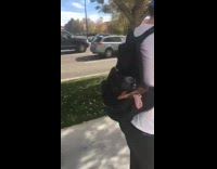 Guy carries black brown dog in backpack 