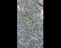 Submitter shows wasp attack caterpillar on ground