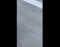 Collab BitchMP - Neighbor makes speed bumps