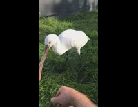 Bird with flat beak bites guys hand