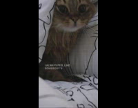 Cat peeks from under blanket 