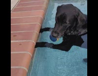 Dog with ball walks through pool on hind legs