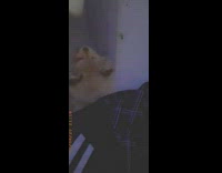 Small brown puppy dog white bone treat