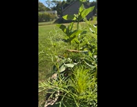 Grasshopper jumps to camera while being filmed