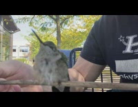 Guy feed water hummingbird on a stick