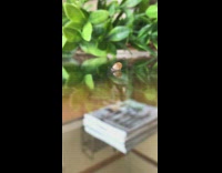 Small orange brown slug crawling and moving around glass table top 