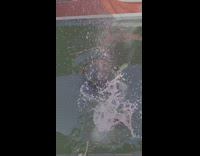 Elephant seal waits the fish throw and eats