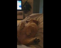 Golden retriever puppy dog waves moves paw 