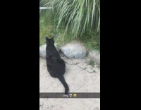 Black cat stares into bush, dad pretends to hiss then cat jumps and gets scared