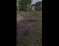 Small pomeranian dog trips on hole in yard