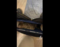 Cat sleeping in guys pants on toilet 