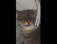 Pet cat drinks water from faucet and stares at filmer