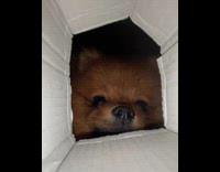 Brown dog looks down white cardboard box 