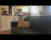 Dog on sofa looks like a pillow