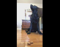 Fruit snack challenge black labrador dog success 