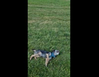 Dog loves being dragged through grass