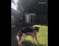 Collab Pets For All - German Shepherd tries to catch ball and toy in mouth but fails 