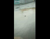 Rat gets swept away by flood water into drain 